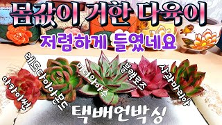 💥고가의 다육이를 저렴하게 사는 방법 ♡ 레드다이아몬드 아카이썬 블랙로즈 사과마리아 미녀와야수 ♡ succulentnts succulent plant 多肉植物 다육식물