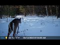 march 6th 20th 2022 trail cam videos tomahawk wisconsin