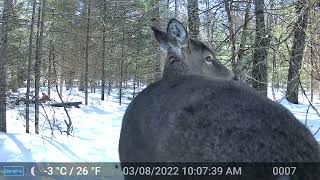 March 6th-20th 2022 Trail Cam Videos Tomahawk Wisconsin