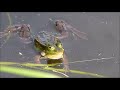 louis fraanje kwakende groene kikker in paartijd