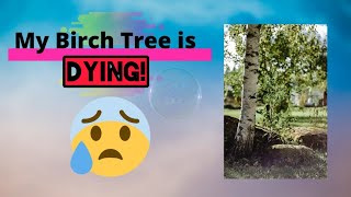 Birch Tree Problems Dead and Dying Branches!