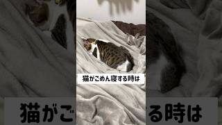 【ねこ豆知識】猫がごめん寝するのは… #猫 #ねこ #cat #豆知識シリーズ #猫雑学 #かわいい猫 #猫かわいい