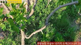 유실수 10가지 추천 (주말농장)