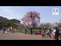 円山公園 祇園の枝垂桜 maruyama koen park 京都いいとこ動画