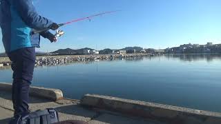 穏やかな海でジグサビキでコノシロ釣り