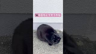 動体視力を試すおてんば娘猫　　🐈‍⬛の絵文字が付いているのは愛猫のセリフです☺️猫のいる暮らし #猫が好き #ねこさん　#ほごねこと暮らす #ほごねこ #さくらねこ #さくら猫