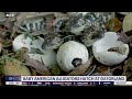 Wild Wednesday: Baby American Alligators hatch at Gatorland