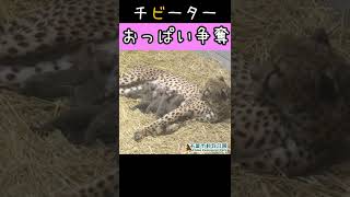 生後３日目　おっぱい争奪　＃千葉市動物公園　＃Shorts　＃チーター　＃#ズラヤと子どもたち