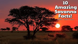 10 Amazing Facts About the Savanna | Wildlife, Climate & Nature Explained