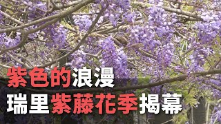 瑞里賞紫藤花瀑 23處景點美如仙境【央廣新聞】