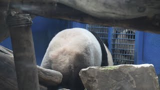 20230721 竹葉吃完滿場繞 圓寶看媽不睡覺(早餐) Giant Panda Yuan Bao