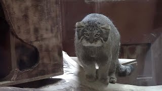 取っ組み合うマヌルネコの子供たち「フィーガ＆アブリコース」（上野動物園）Pallas's Cat Baby