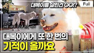 [Full] 세상에 나쁜 개는 없다 - 대복이에게 또 한 번의 기적이 올까요