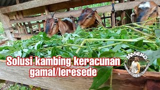 Solusi sederhana kambing keracunan daun gamal atau leresede