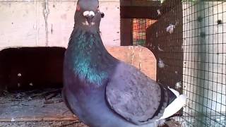Ciri Ciri Burung Merpati Balap Piyikan Yang Bagus Dari Postur Tubuhnya