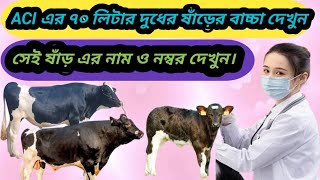 ACI কোম্পানির উন্নত মানের ৭০লিটার দুধ উৎপাদনকারী ষাঁড় এর বাচ্চা ও তার নামও নম্বর দেখুন।