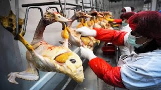 Modern Geese Farming Technology | Amazing Goose Meat processing and Goose Farm Agriculture | Insider