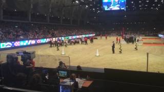 Shetland pony grand national 2016 Olympia