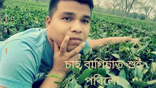 চাহ বাগানৰ মাজত