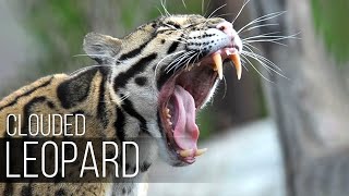 CLOUDED LEOPARD - the saber-toothed cat of our time! The Predatory tree-climbing cat with huge fangs