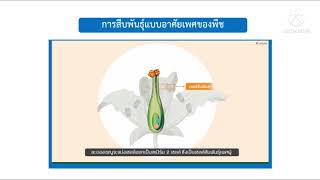 การสืบพันธ์แบบอาศัยเพศของพืช ม.1 by ครูหน่อย