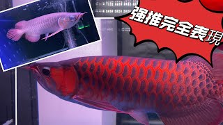 Ku龍魚館：（已售出）Ku赤麟焰頂級紅龍成長表現、小時候與長大的對比