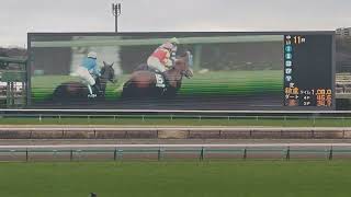 2024/3/2 中山競馬11R オーシャンステークス現地観戦