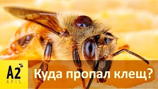 Почему в семьях нет #клеща #Варроа🤔: плакать или смеяться?