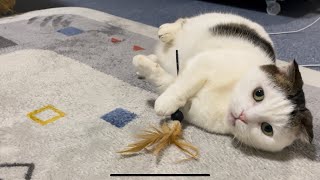 前足で抱き抱えて遊ぶ猫🐱 A cat playing with a feathered toy🐱 #猫 #cat #munchkin