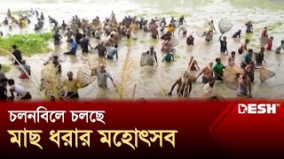 চলনবিলে চলছে মাছ ধরার মহোৎসব | Natore | Chalan Beel | News | Desh TV