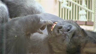 シャバーニと息子キヨマサ18  Dad Shabani \u0026 son Kiyomasa