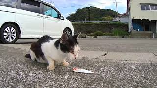 釣った魚を野良猫に喰わせる　I gave the caught fish to a stray cat