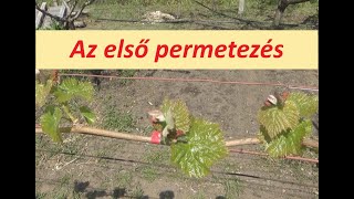 A szőlő első permetezése 4 - 6 leveles állapotban