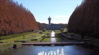 相模原公園と相模原麻溝公園の紅葉・メタセコイア