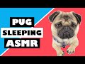 Pangpang the Pug Snoring Dog Sounds 2023 😴 How cute are pugs? Dog ASMR, एक प्रकार का छोटा कुत्ता