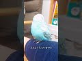 インコちゃんのお迎え初日に気を付けることその①　the first day of keeping a parakeet part 1