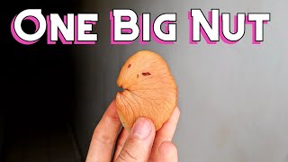 These Giant Nuts Grow in Fiji! (Ivi Nut)