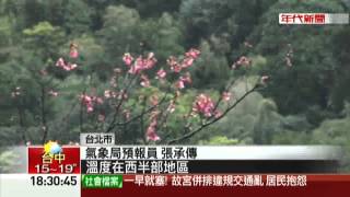 回暖全台高溫20度以上 陽明山海芋盛開