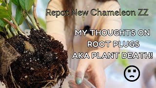 Repot my New Chameleon ZZ Plant and my thoughts on Root Plugs AKA Plant Death :(
