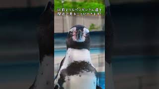 🐧福岡市動物園の夜の動物園🌃NightSafari FukuokaZoo #Shorts