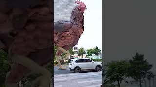 Hen মোরগ Rooster মুরগী রাতা chicken #chicken #pets #animals #cute #funny #cuteanimals #catshorts