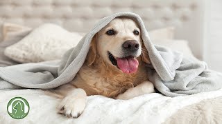 Psychological stability music for anxious dogs - music for separation anxiety, stress relief music