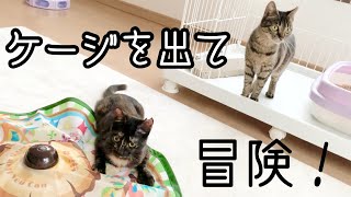 【保護から７日】はじめてケージから出て大冒険の巻