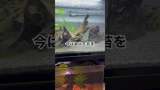 今の水槽はこんな感じ  #aquarium #アクアリウム #水槽 #繁殖