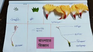 জবা ফুলের ব্যাবচ্ছেদ(Practical)|flower dissection|parts of hibiscus flower