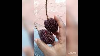 ഈ ഫ്രൂട്ട് കഴിച്ചിട്ടുണ്ടോ? 👌  Have you eaten this fruit?