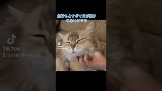 気持ちよすぎて一生目閉じてる😴#ソマリ #catoftheday #猫動画 #고양이 #猫 #動物 #癒し動画