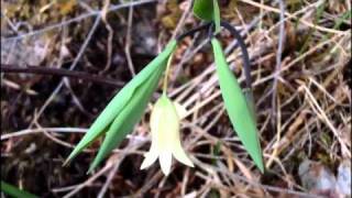 MyNature Apps; Identifying Wild Oats, Uvularia sessilifolia