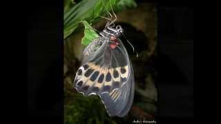 Butterflies life cycle - Blue Mormon (Papilio polymnestor) Srilanka