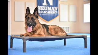 Zac (German Shepherd) Boot Camp Dog Training Video Demonstration